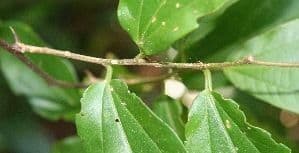 Celtis iguanaea 14