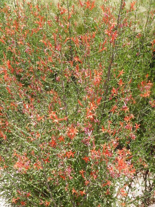 Anisacanthus 6