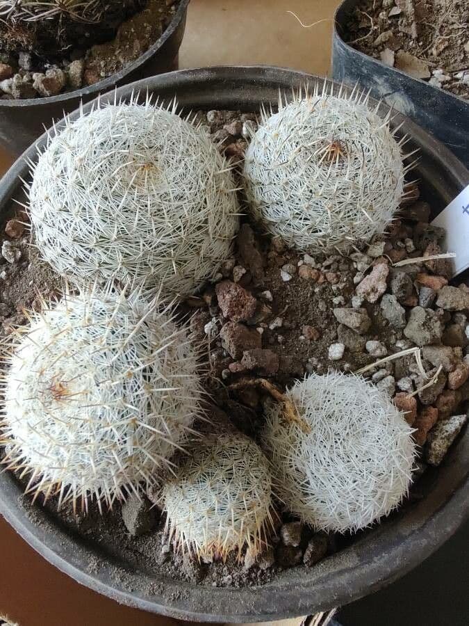 Mammillaria 3