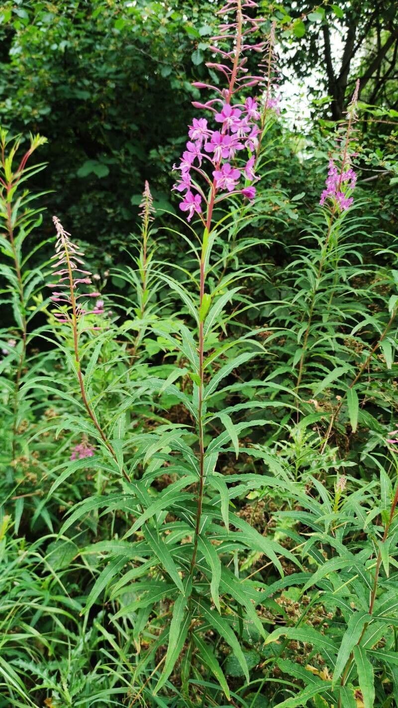 Schmalblättriges Weidenröschen 19