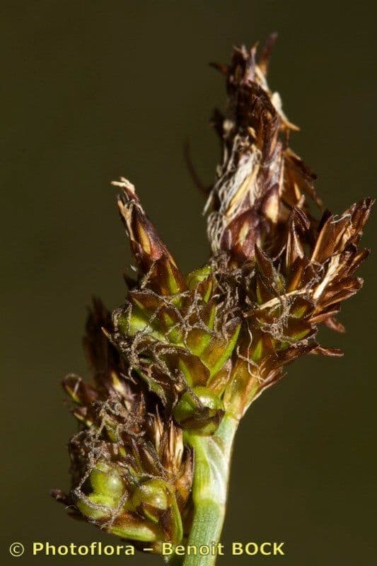Heide-Segge 22