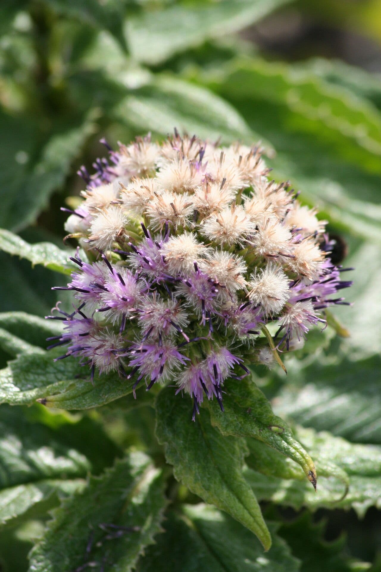 Saussurea 2