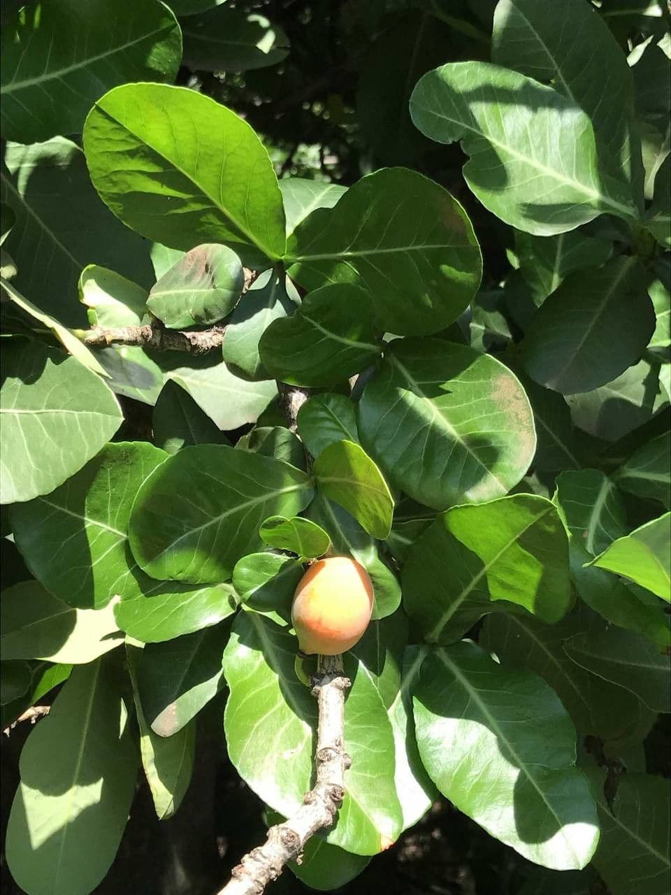 Garcinia livingstonei 15