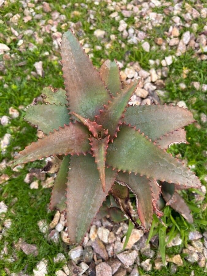 Aloe 3