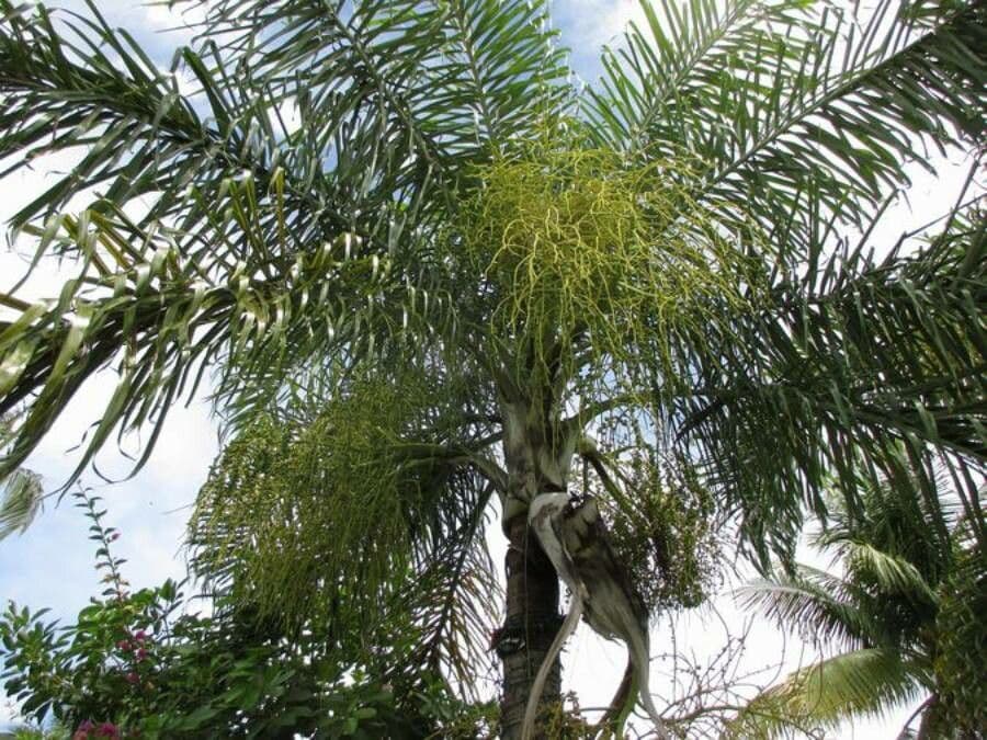 Dypsis 4