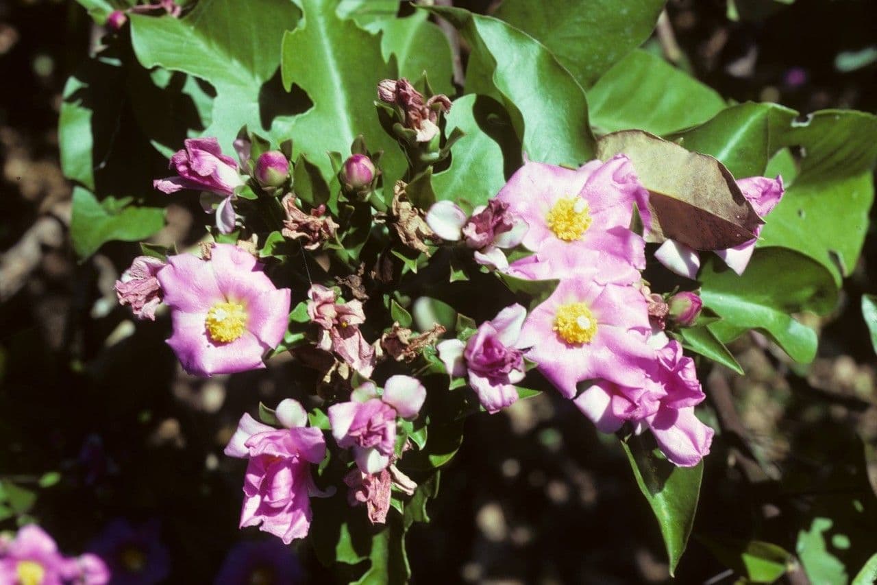 Cactus rosa 8