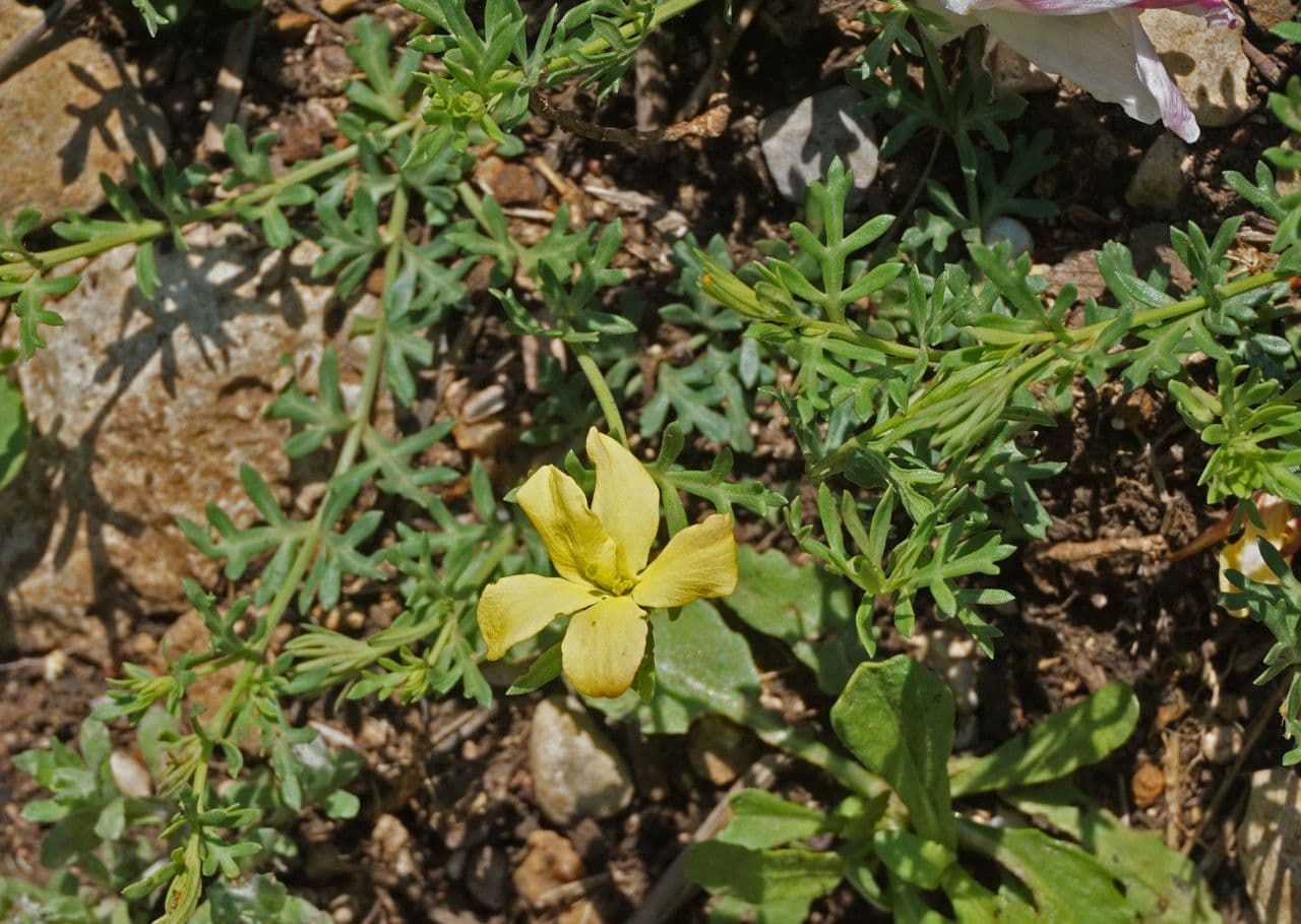Menodora 5