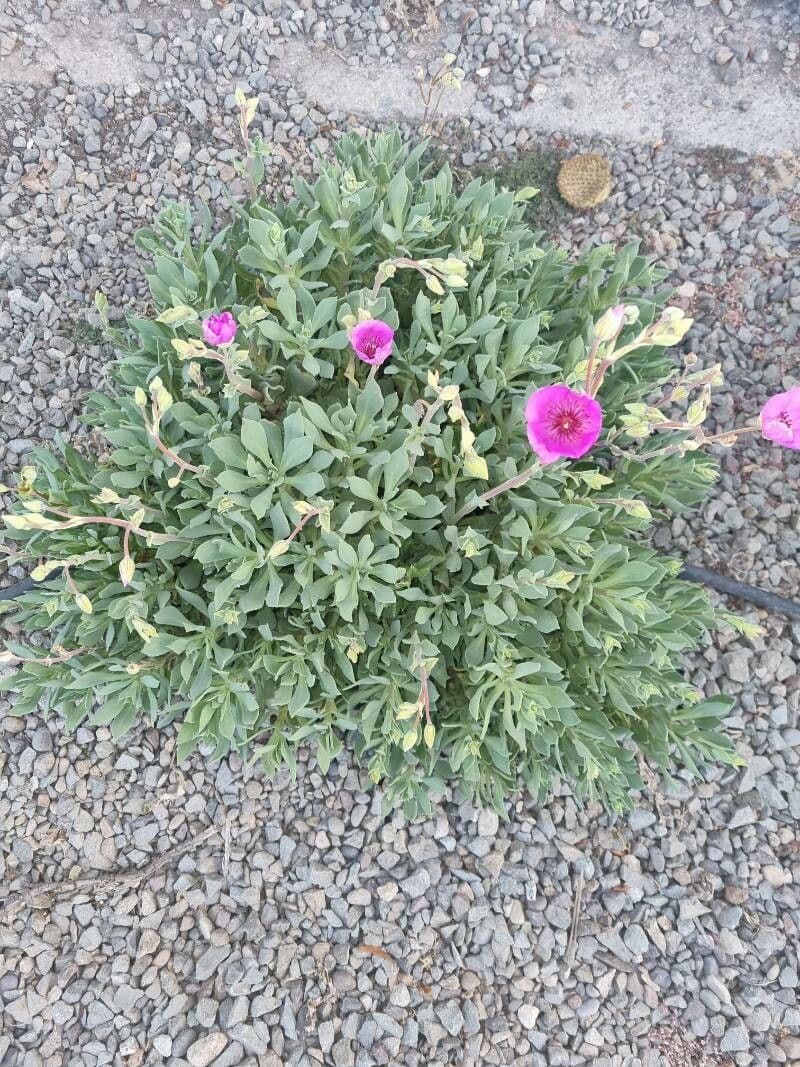 Cistanthe grandiflora 22