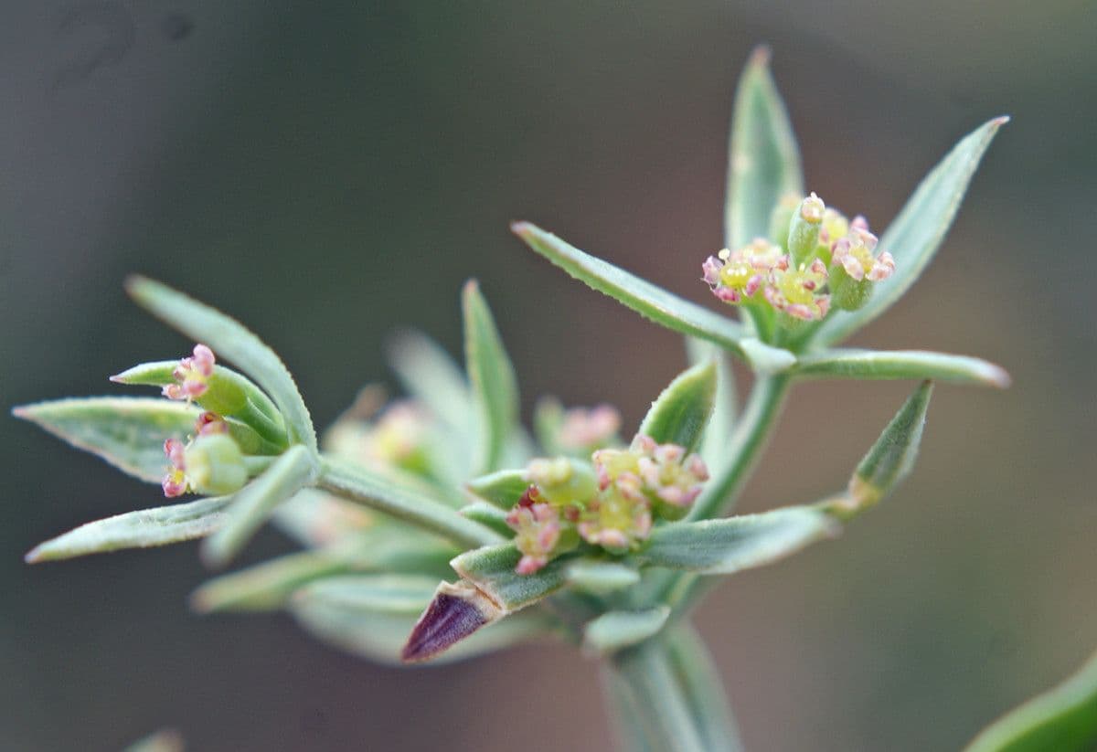 Bupleuro composto 11