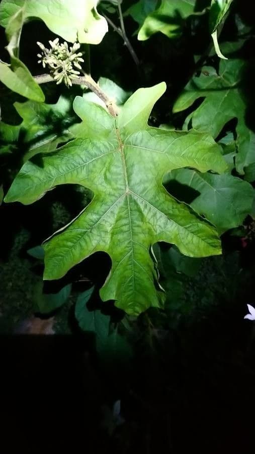Solanum capsicoides 17