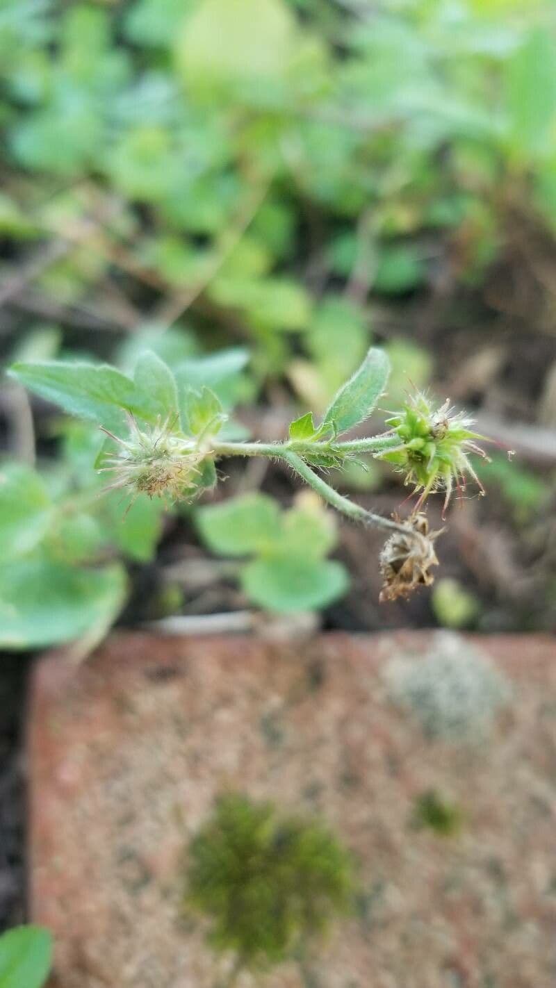 Geranium sibiricum 26