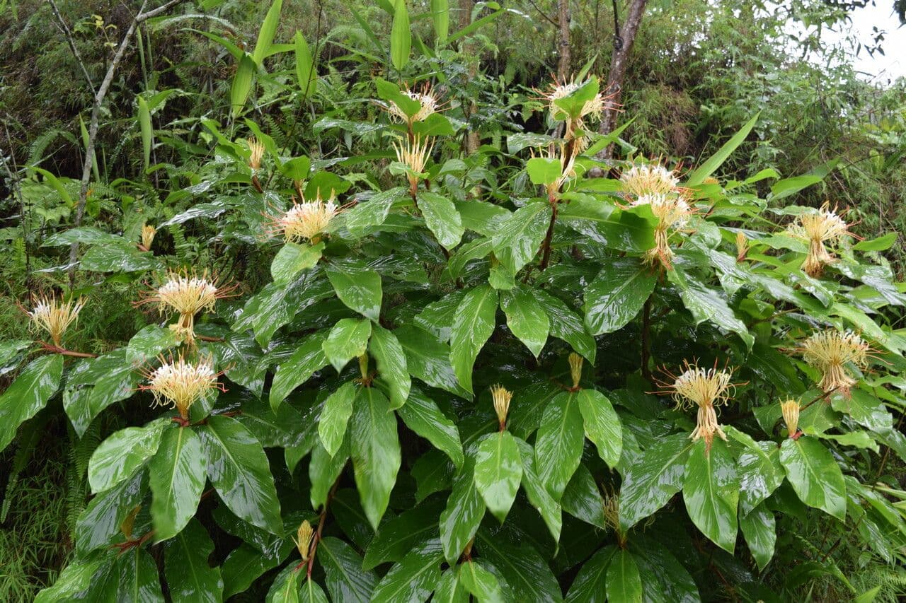 Hedychium 9