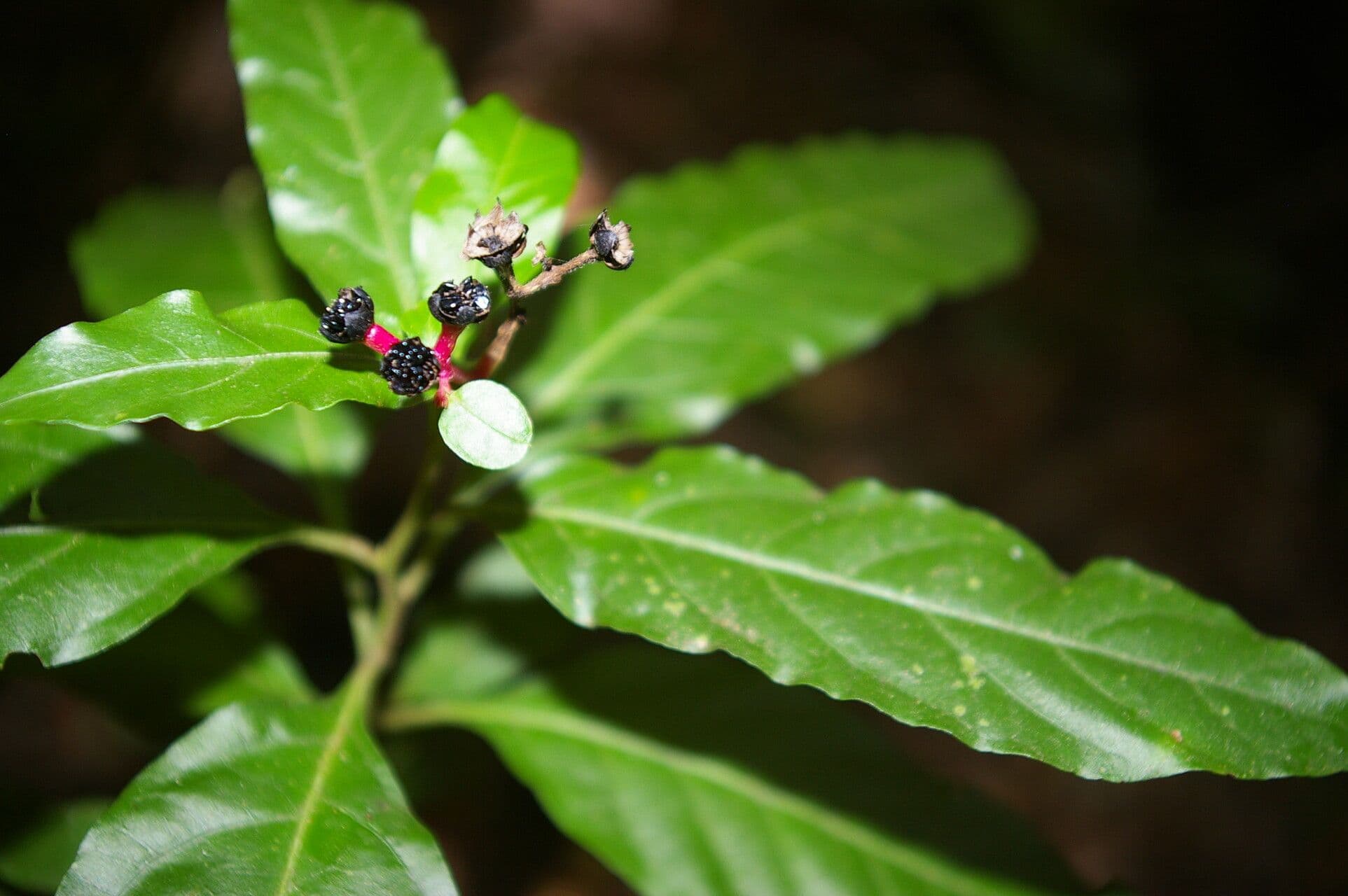 Pleuropetalum 5