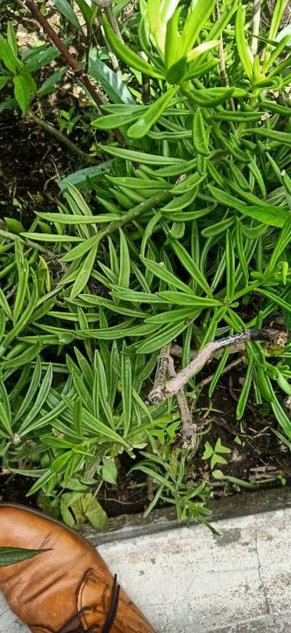 Podocarpus 15