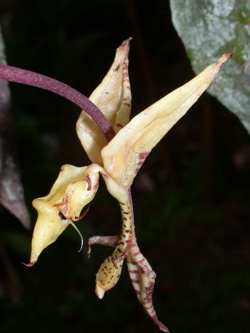 Gongora 18