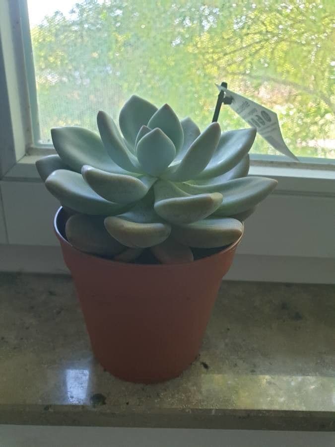 Pachyphytum 8