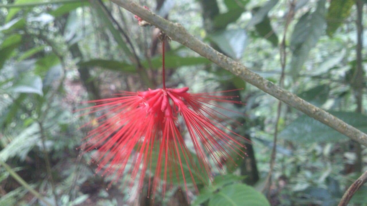 Calliandra 7