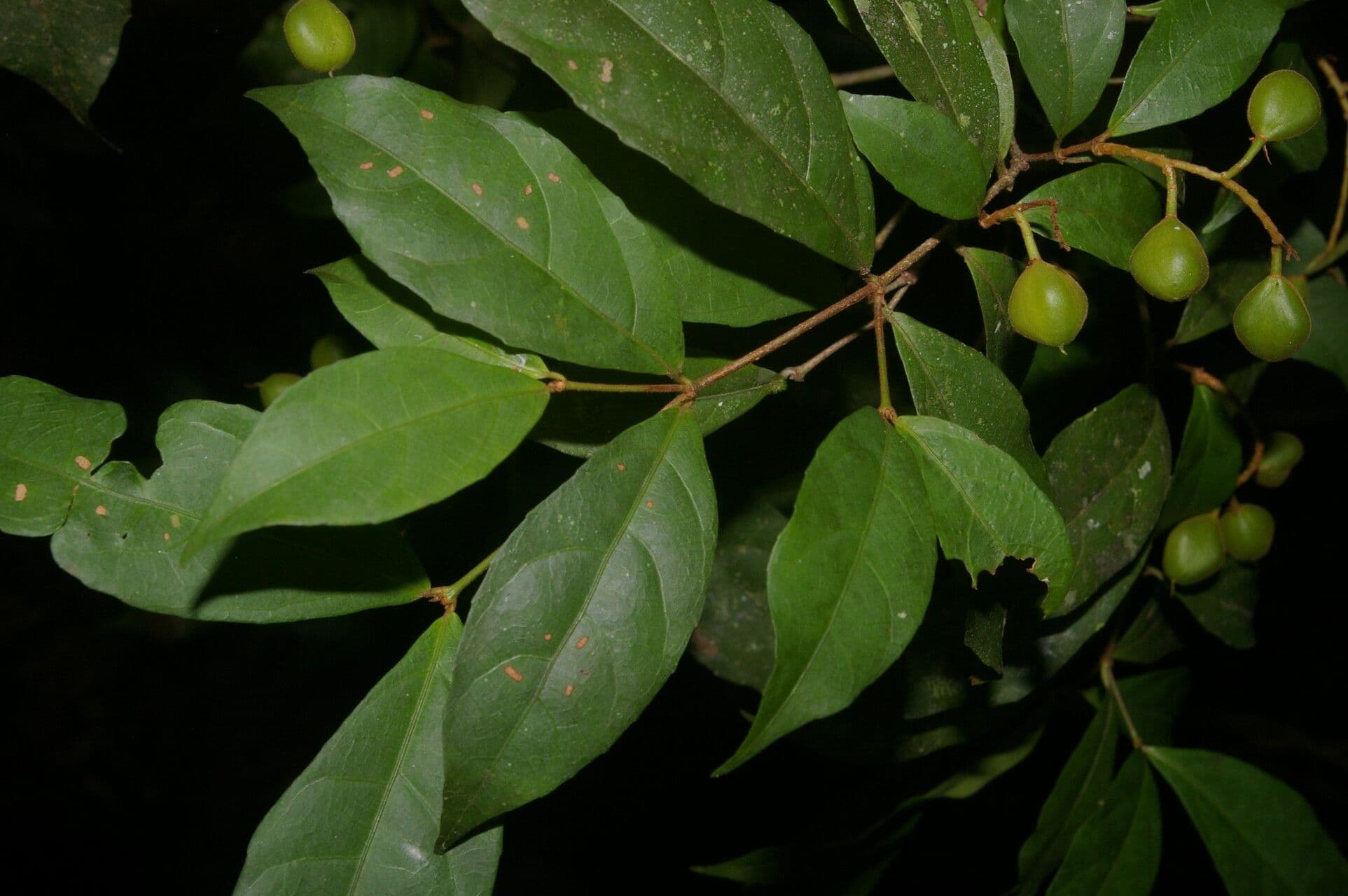 Rinorea 12