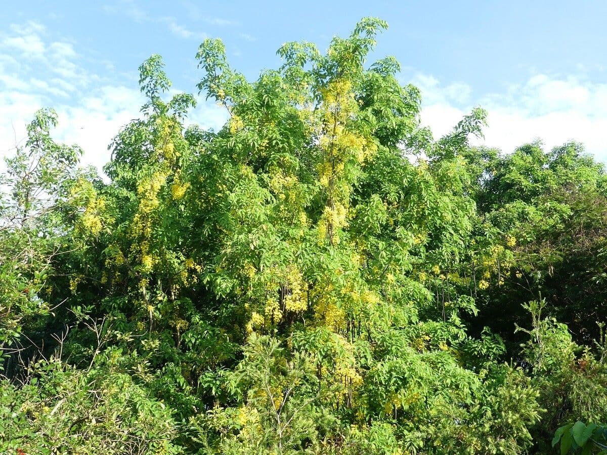 Cassia 12