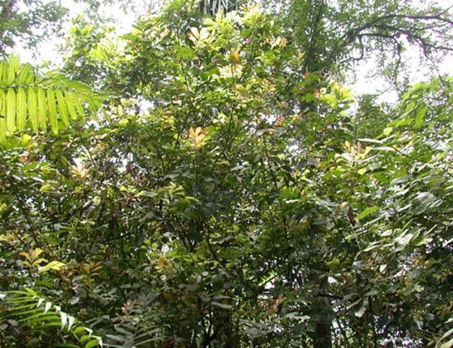 Cupania rossastra 9