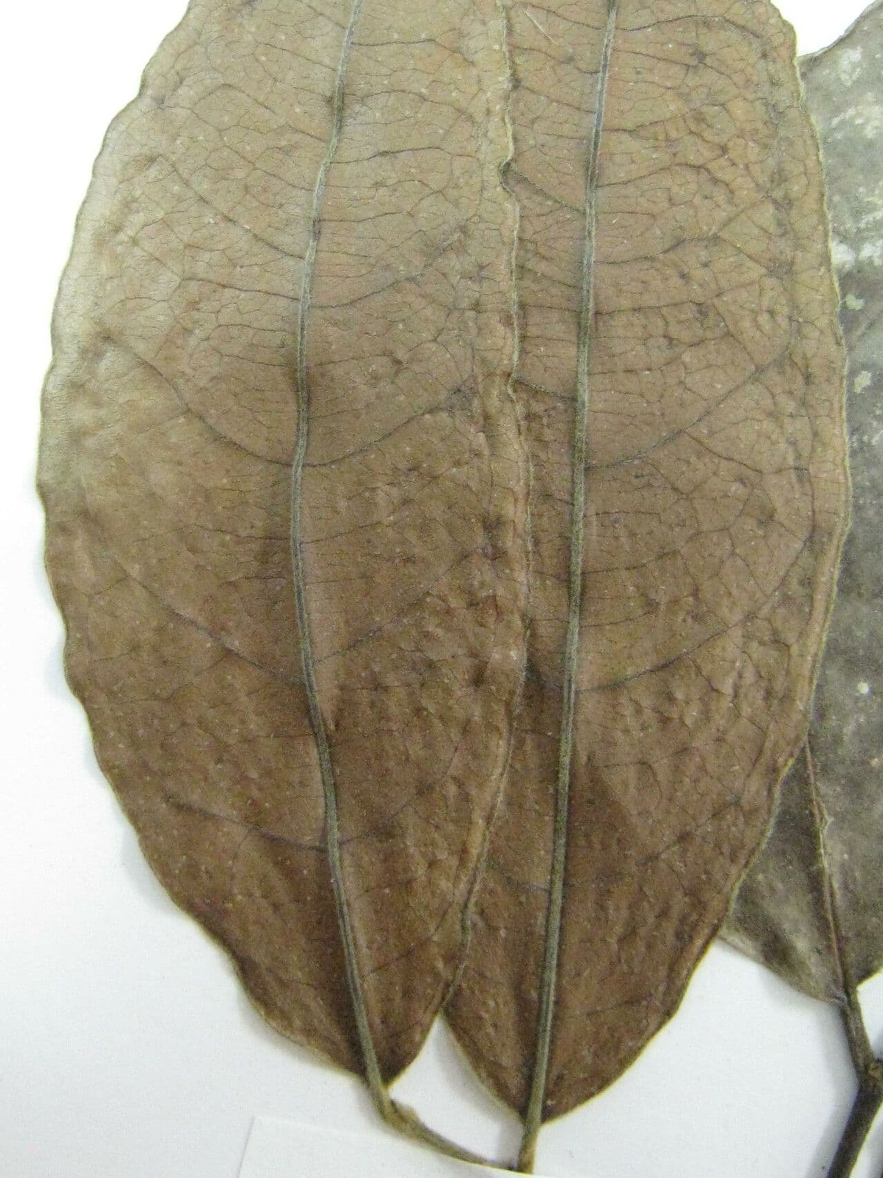 Tapura singolare 2