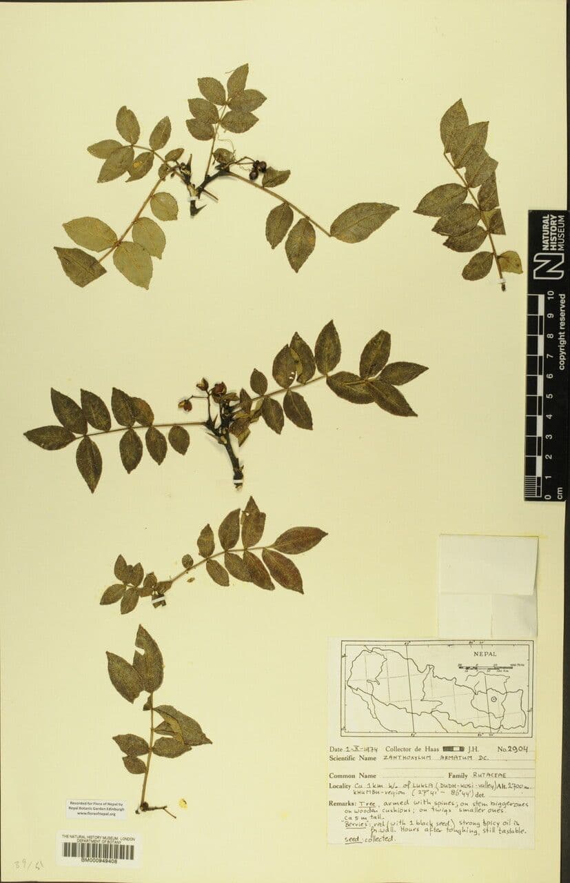 Zanthoxylum 22
