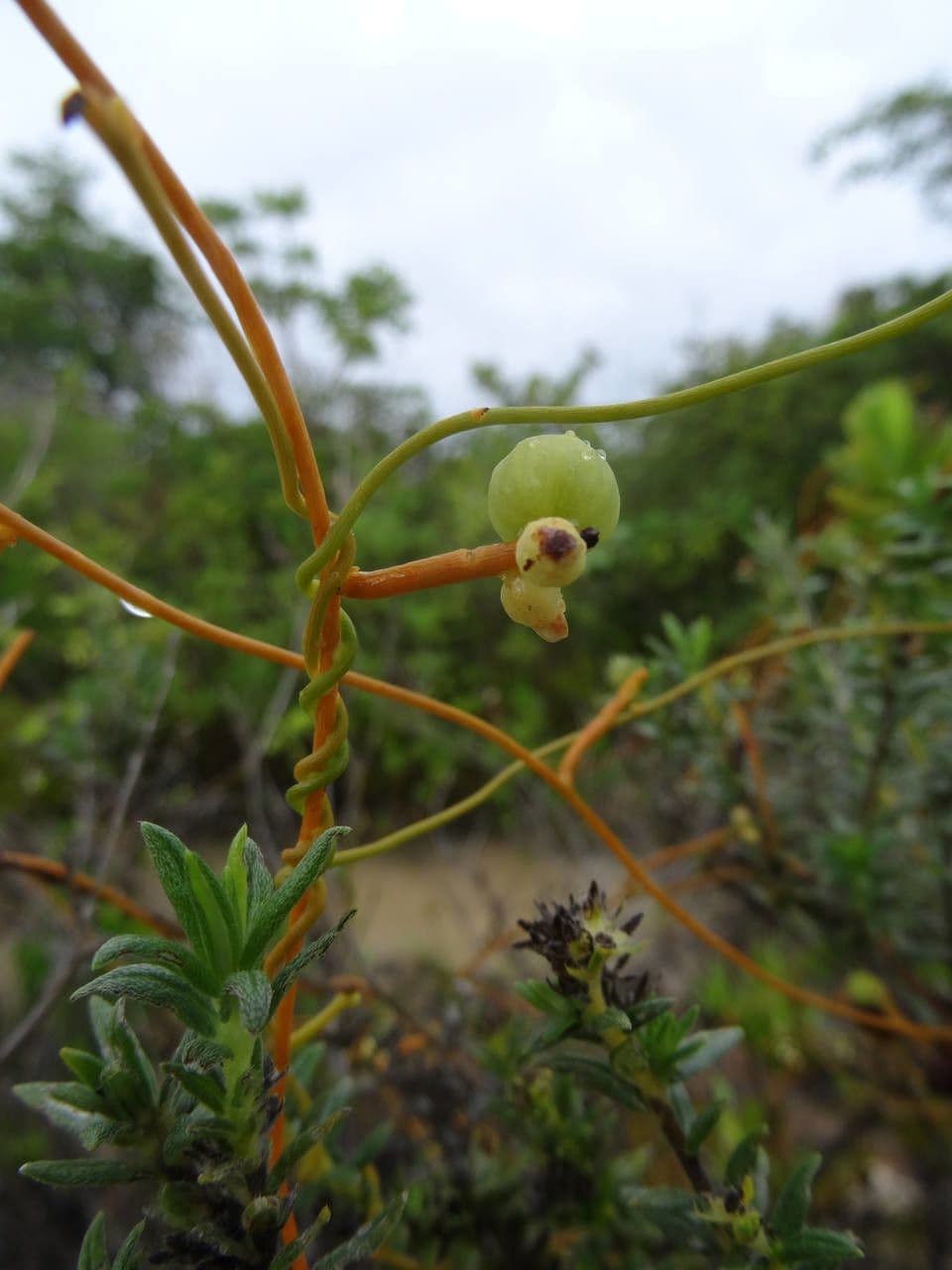 Cuscuta 6