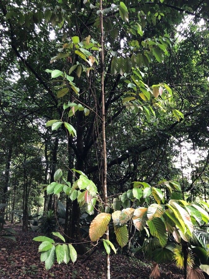 Dipterocarpus