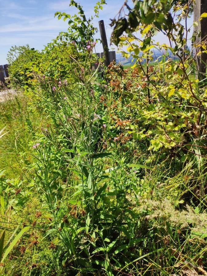 Epilobio ciliato 14