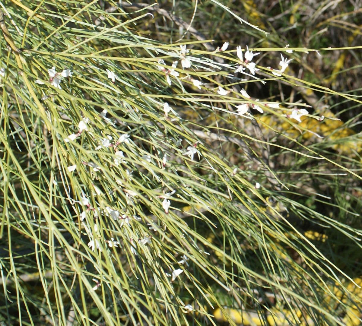Rhamnus 9