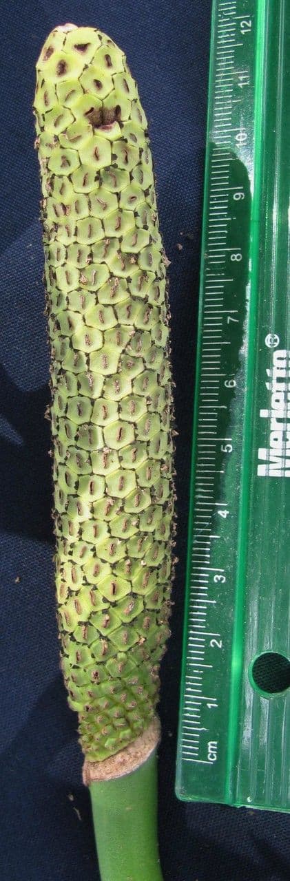 Monstera 12