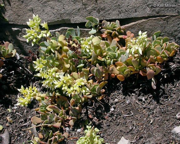 Sedum dell'Oregon 7