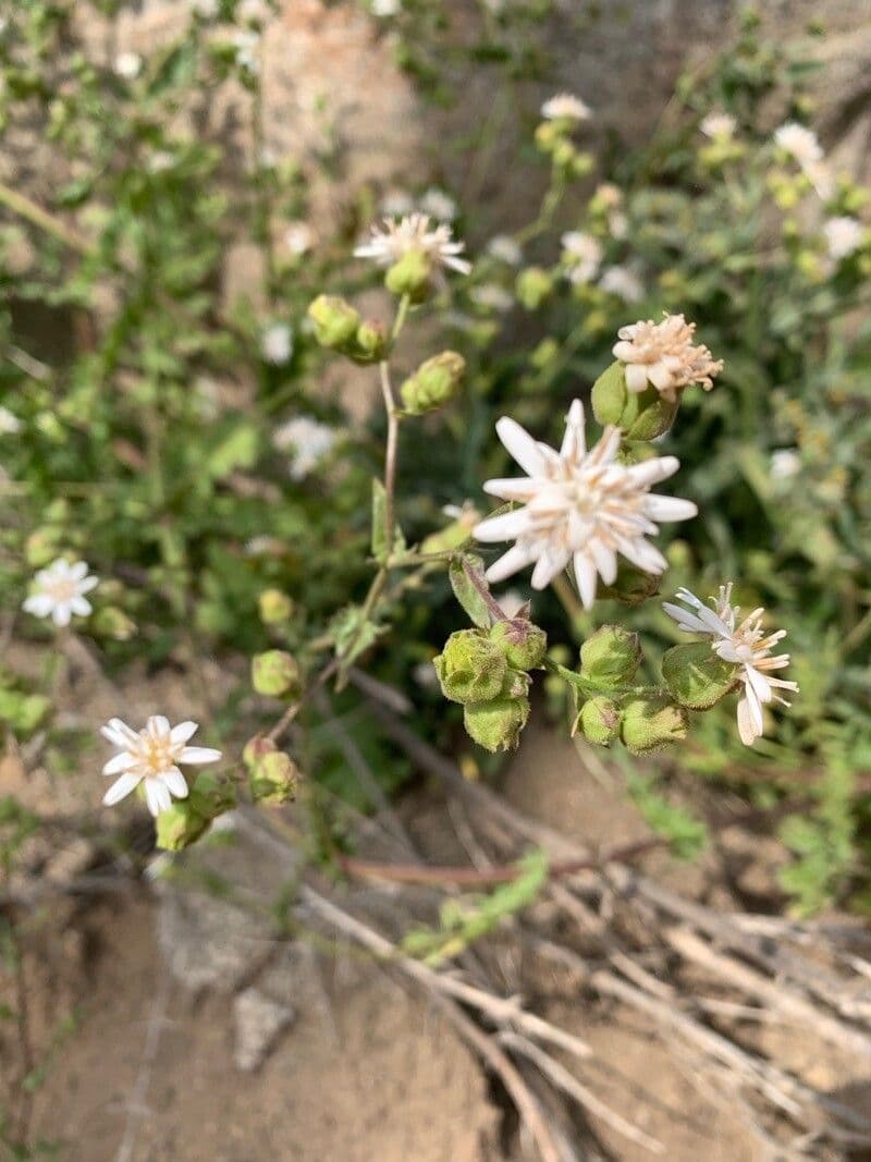 Adenostemma 5