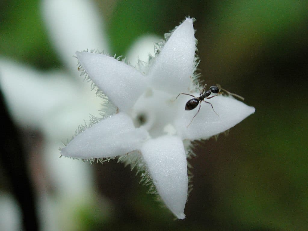 Psychotria 5
