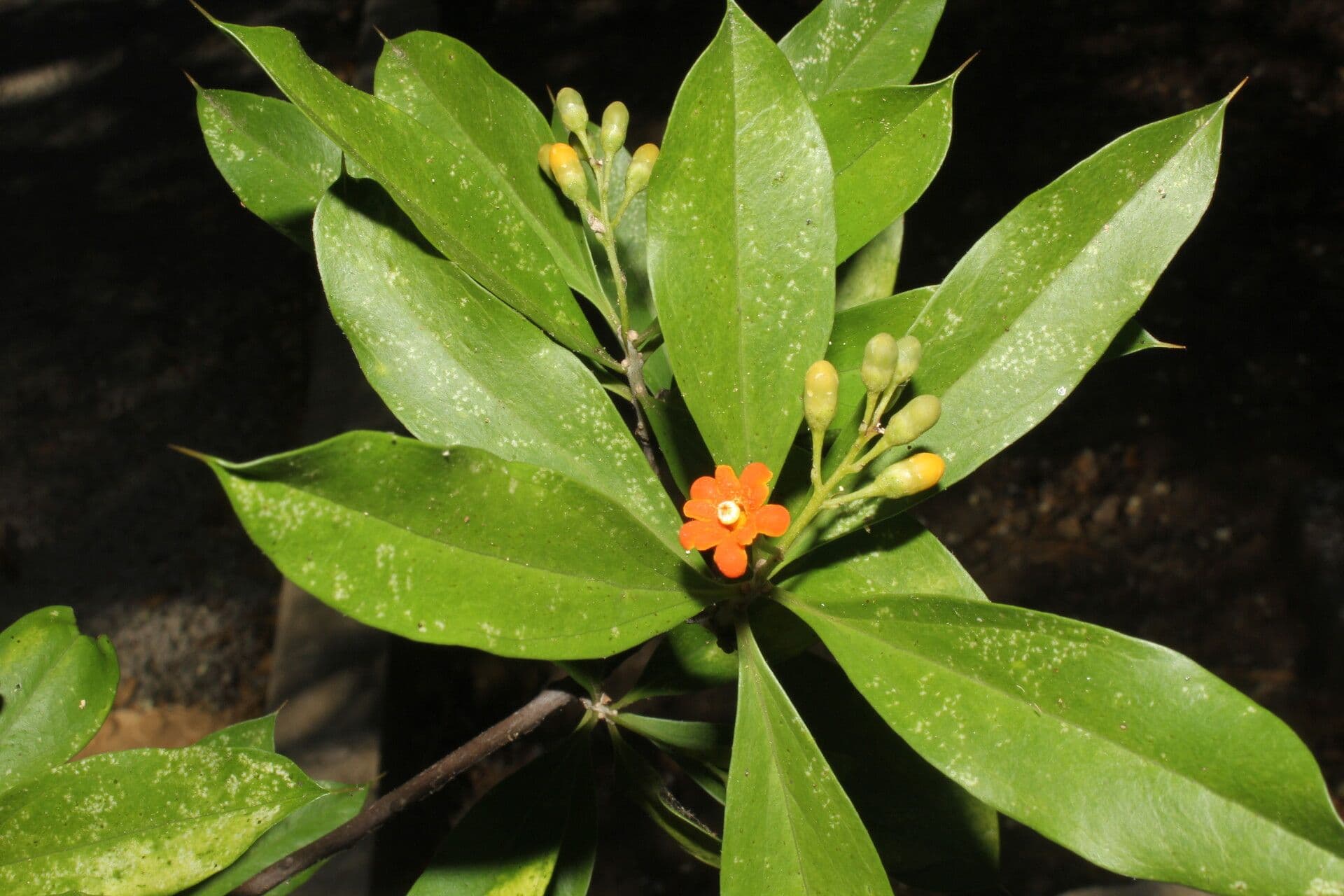 Bonellia 10
