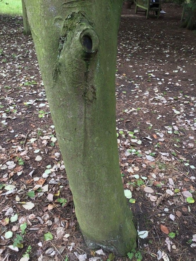 Eberesche 3