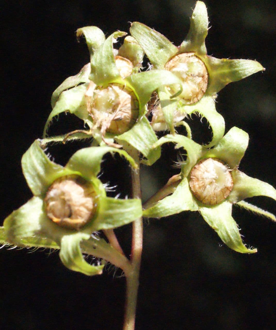 Breitblättrige Glockenblume 4