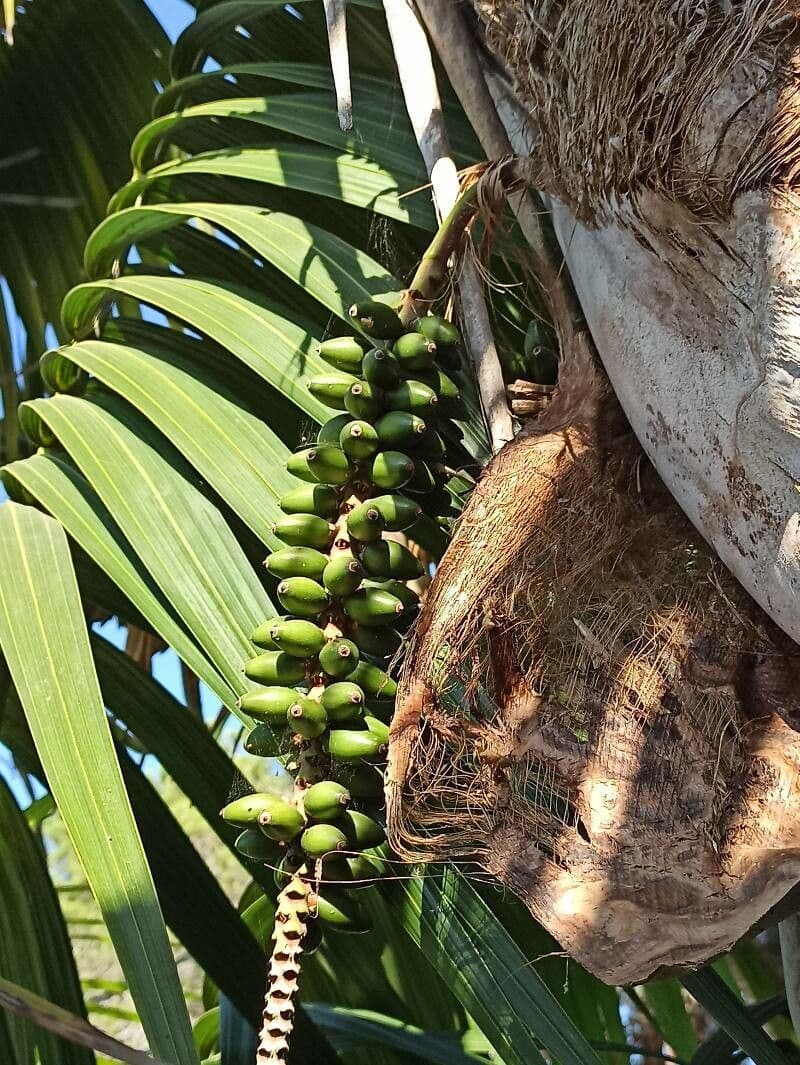 Howea 2