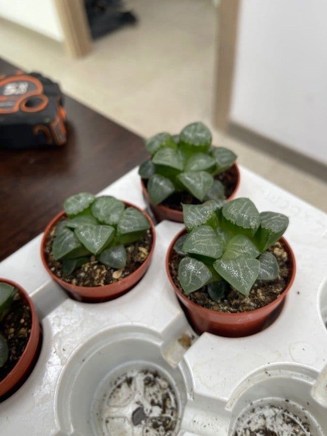 Haworthia