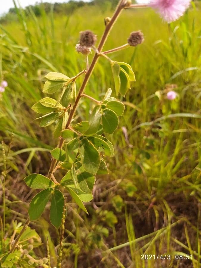 Mimose 12