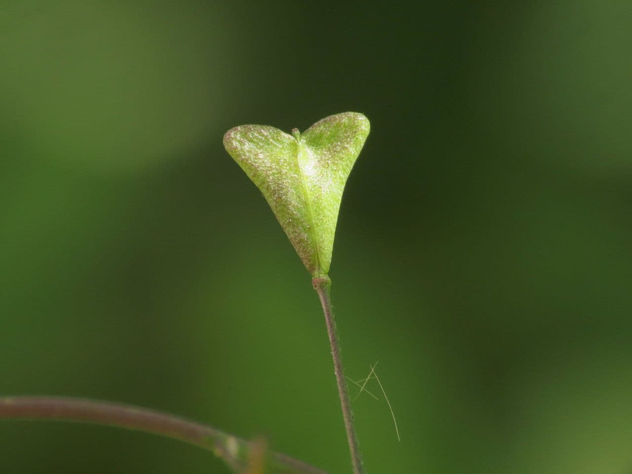 Capsella rubella 2