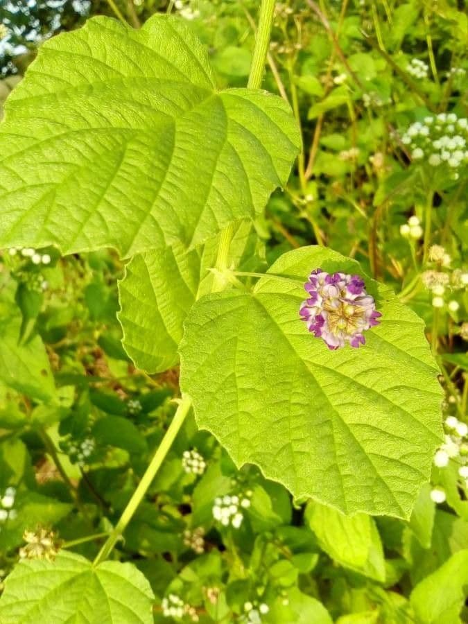 Cullen corylifolium 3