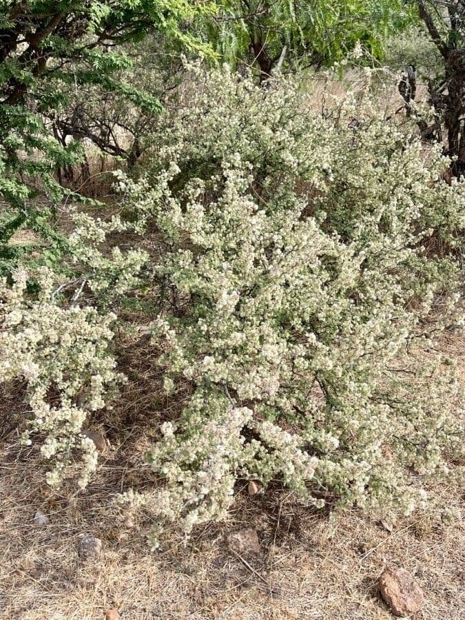 Mimosa spinosa 11
