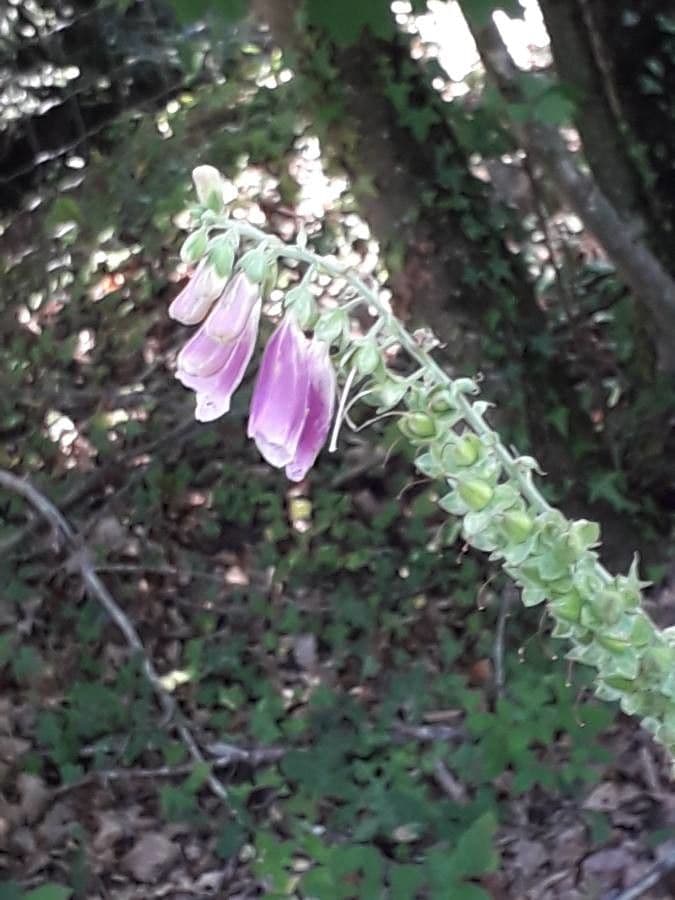 Náprstník červený 26