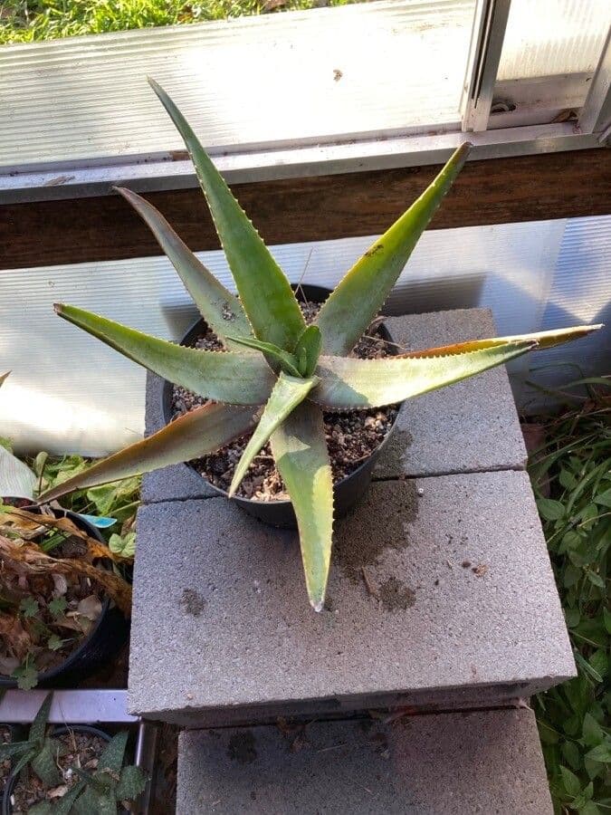Aloe 5
