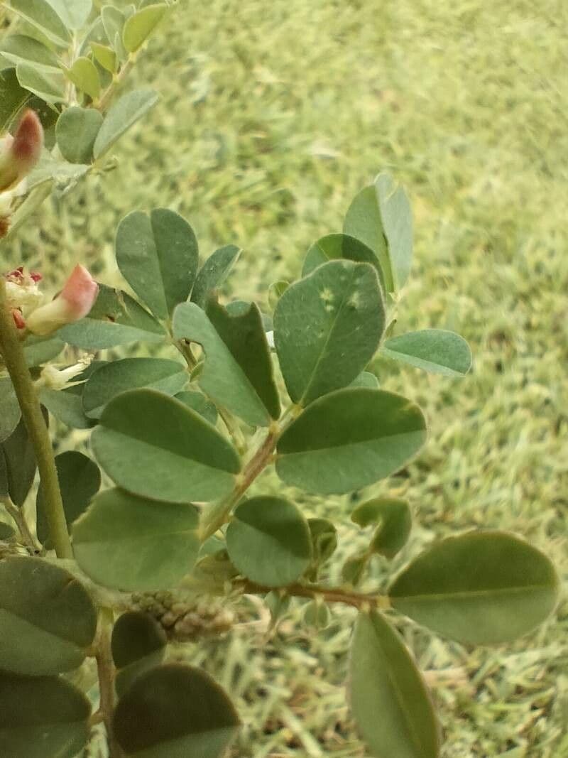 Indigofera hendecaphylla 14
