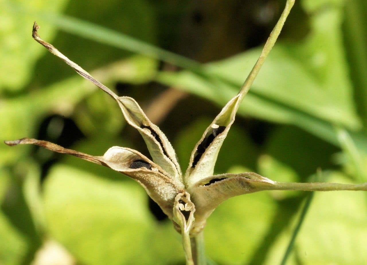 Acker-Schwarzkümmel