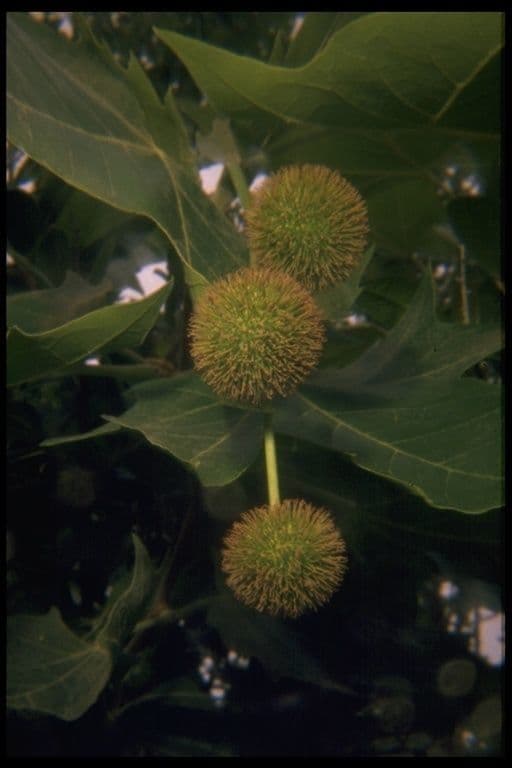 Platano della California 2