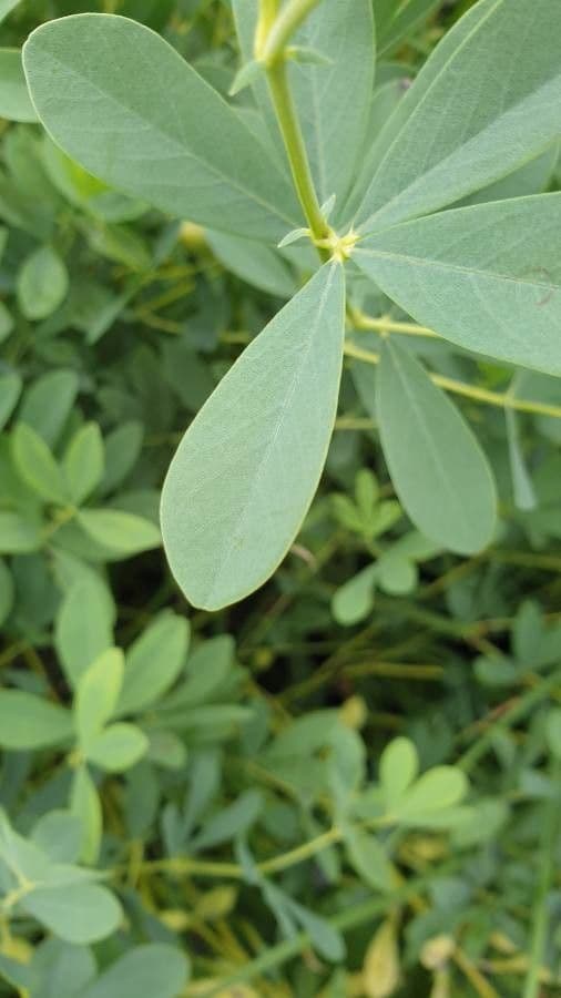 Baptisia 20
