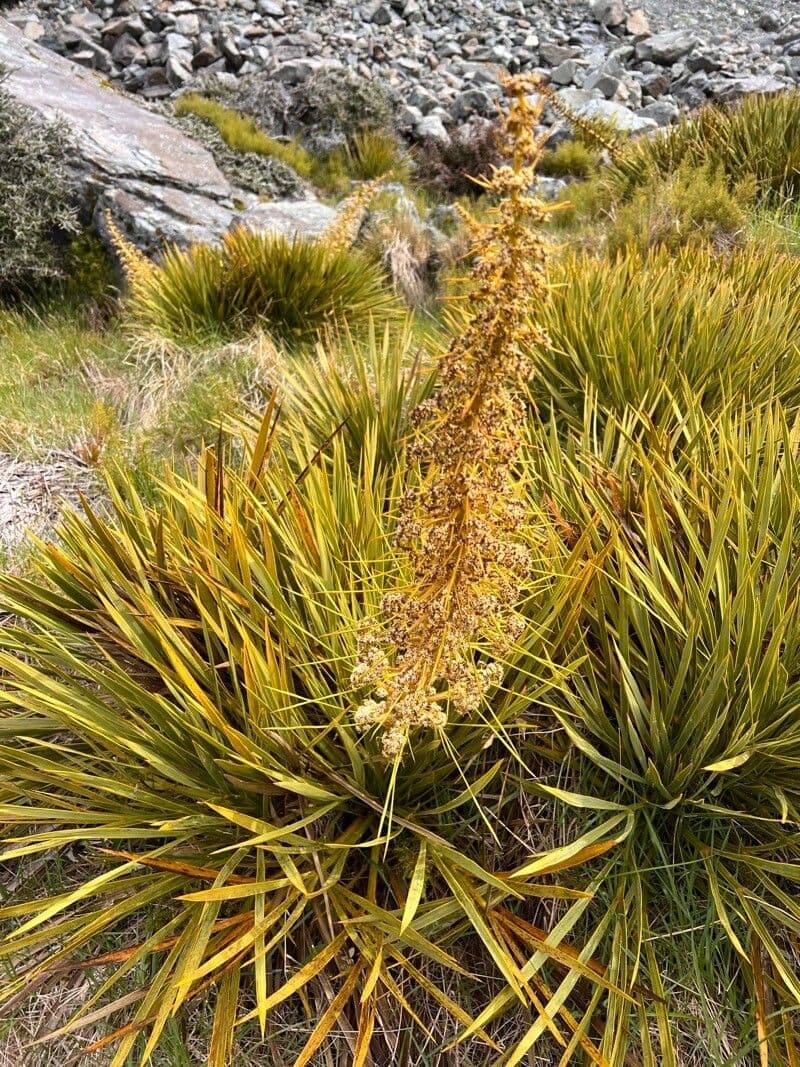 Aciphylla aurea 3